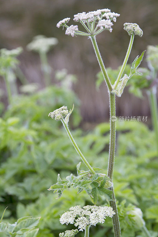 大猪草(Heracleum sphondylium)